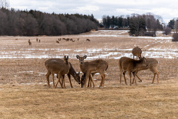 Urban White-tailed Deer Herd Feeding And Resting In The Snow In February