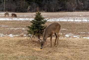 Urban White-tailed Deer Herd Feeding And Resting In The Snow In February