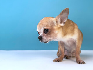Beautiful sick little small sad upset dog, happy Chihuahua puppy isolated on blue background