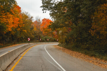 Carretera en bosque