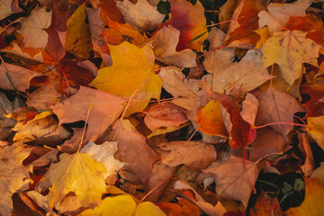 Autumn leaves