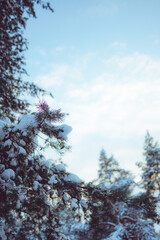 Pine trees covered with snow on frosty evening. Beautiful winter panorama