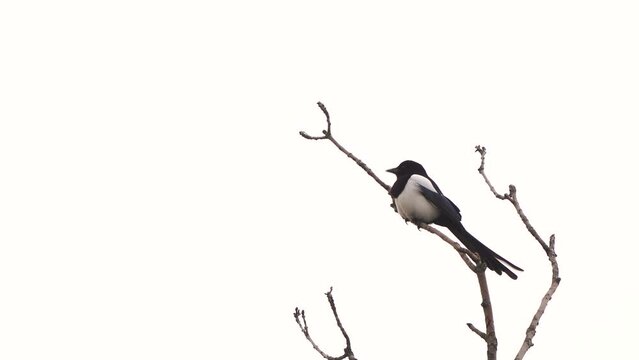 A Eurasian magpie or common magpie (Pica pica) sitting in the top of a tree
