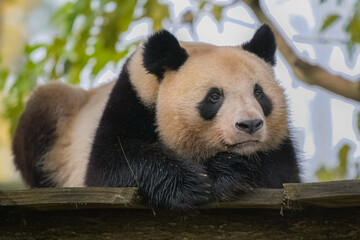 A giant panda lying, head-on portrait 
