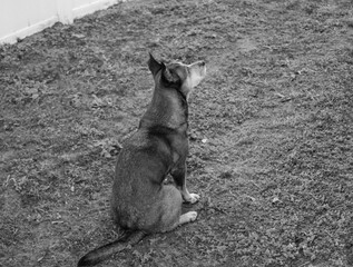 Rear grayscale of a Dingo dog sitting on the grass and looking up