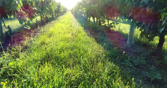 Vue a&eacute;rienne de vignes dans le bordelais - coucher de soleil