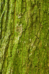 Texture of tree bark with green moss. Dry tree texture background. Nature concept.