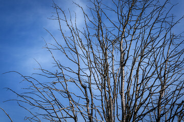 A dried-up tree in the forest