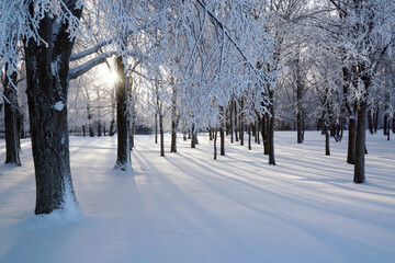 Winter beautiful snow forest and sun at sunset