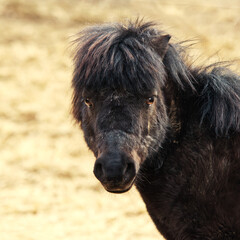 Fototapeta premium Black pony portrait