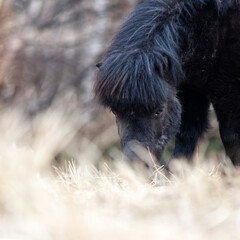Black pony eating grass