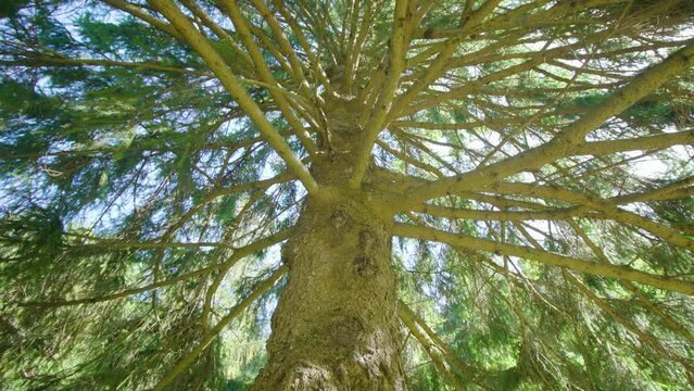 High thick trunk of pine tree with forked thin branches and needles at bright sunlight under blue sky in national park low angle shot