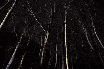 forest sky at night with stars and tree top silhouettes in the background