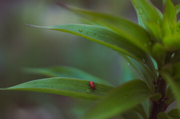 Zielona roślina z owadem na liściu