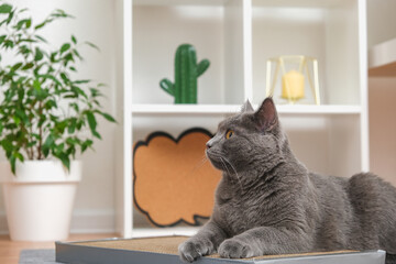 A gray cat is playing on scratching post. Cardboard scratching post. A gray cat is caressing on a...