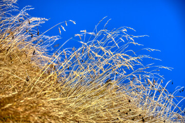 Gras, Grasbüschel, Herbst, Herbstgras, Wiese, Alm, Almwiese, ausgetrocknet, Stroh, Alm, Bergwiese,...