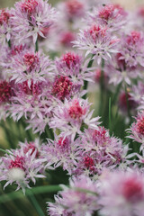 polne kwiatki © Milena