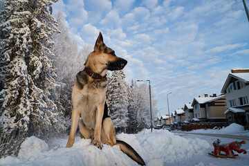 Dog German Shepherd outdoors in a winter day. Russian guard dog Eastern European Shepherd in village in cold time with snow