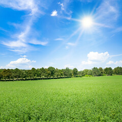 Green field of clover and bright sun on the blue sky.