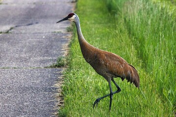 Obraz premium On a summer day in Wisconsin, a Sandhill Crane prepares to leave the safety of a green field and step onto an asphalt roadway.