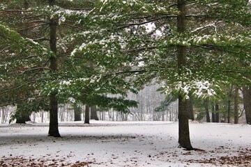 On a late Autumn day at a park in Northern Wisconsin, the first snowfall of the season begins to...