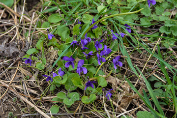 wild violet growing in the forest
