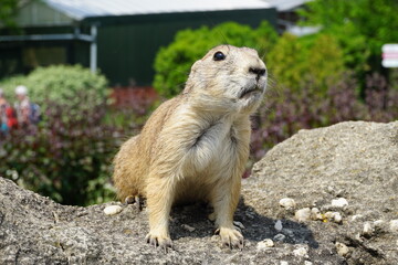 prairie dog on a rock