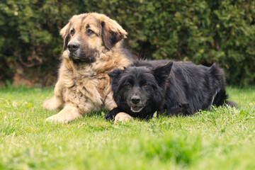 Two dogs laying