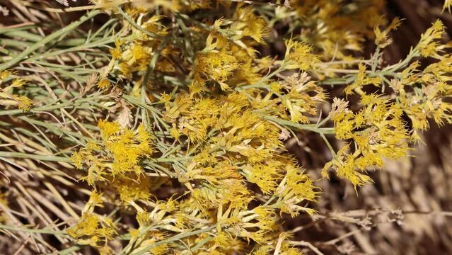 Yellow flowering terminal racemose discoid head inflorescences of Ericameria Nauseosa, Asteraceae, native monoclinous deciduous shrub in the El Paso Mountains, Northern Mojave Desert, Autumn.