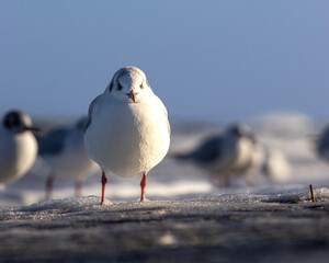 seagull on a rock