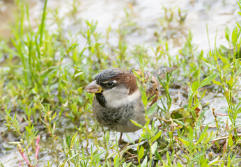 Sparrow wet and feeding in the rain