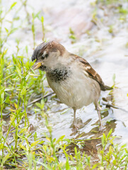 Sparrow wet and feeding in the rain