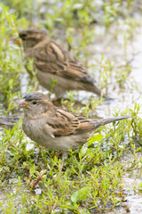 Sparrow wet and feeding in the rain