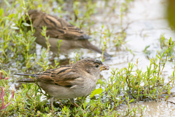 Sparrow wet and feeding in the rain