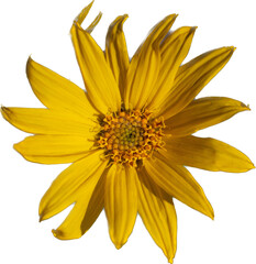 Yellow Arrowleaf Balsamroot wild flower bloom isolated