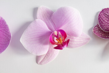 Fototapeta na wymiar Frontside orchid flower on white background, close-up. A purple phalaenopsis for poster, calendar, post, screensaver, wallpaper, card, banner, cover, space for your design or text. High quality photo