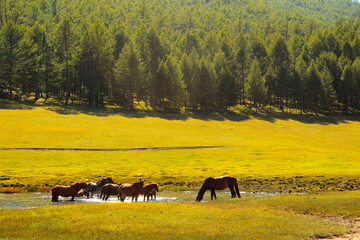 Mustangs on Olkhon Island. Lake Baikal, Russia