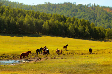 Mustangs on Olkhon Island. Lake Baikal, Russia