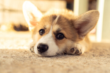Tired little corgi dog lie on ground outdoors with sad eyes. Closeup photo. Purebred pet, domestic animal, beautiful dog breed with big prick ears. Fluffy puppy rest in house yard on sunny day.
