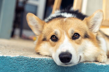 Tired corgi dog lie with head on floor outdoors and with sad eyes look away. Closeup photo, selective focus. Purebred dog, domestic animal, beautiful pet. Groomed fluffy corgi rest in house yard.