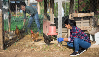 Smiling hispanic woman feeding domestic chickens in poultry aviary in her smallholding on sunny...