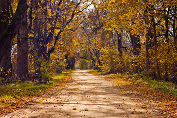 Naklejka na ściany i meble rural road in autumn,autumn landscape in the photo, an alley of trees with crumbling leaves