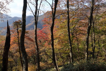 Obraz premium 登山道から紅葉狩り 剣山 （日本百名山 徳島県）