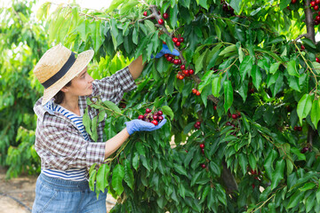 Middle aged woman farmer picking red cherries with team of workers in fruit garden