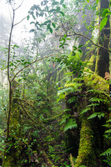 Obraz premium Beautiful rain forest at ang ka nature trail in doi inthanon national park, Thailand