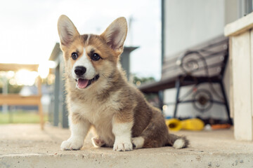 Cute little corgi dog sitting on floor outdoors and looking away. Rest on sunset. Purebred pet, domestic animal, beautiful dog breed with big prick ears. Funny fluffy puppy walking in house yard.