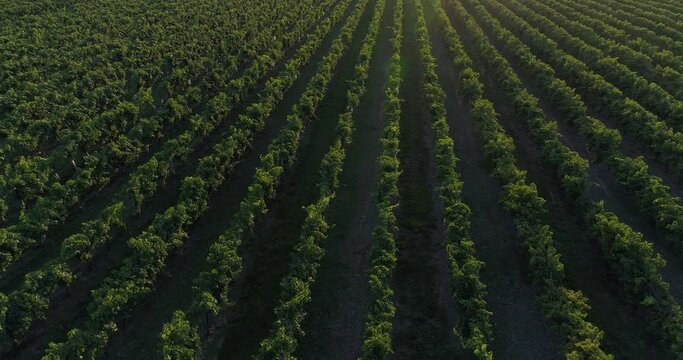 Vue a&eacute;rienne de vignes dans le bordelais - coucher de soleil