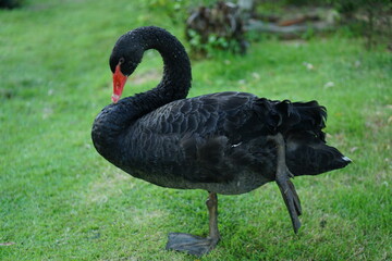 Fototapeta premium black goose standing on green grass