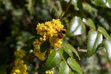 A bee on Berberis plant.