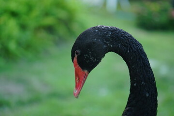 Fototapeta premium black goose standing on green grass